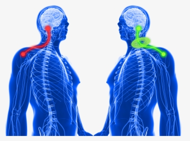 How Tens Pain Relief Works On Shoulder Pain - Illustration, HD Png Download, Free Download
