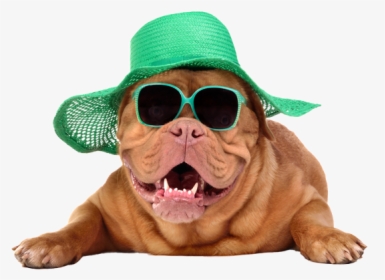 Dog In Summer Hat, HD Png Download, Free Download