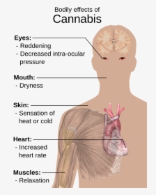 Bodily Effects Of Cannabis, HD Png Download, Free Download