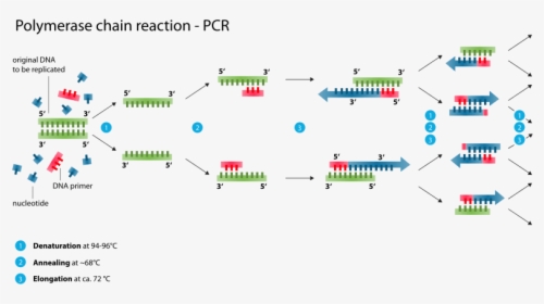 Polymerase Chain Reaction, HD Png Download, Free Download