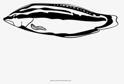 Tropical Fish Coloring Page Wrasses Hd Png Download Kindpng