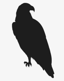 Silhouette Eagle Png , Png Download - Silhouette Eagle Clipart Black And White, Transparent Png, Free Download