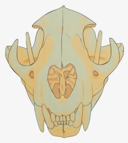 Transparent Cartoon Skull Png - Lion Skull, Png Download, Free Download