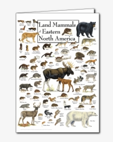 Mammals Of North America, HD Png Download, Free Download