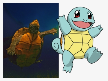 Aquatic Turtles, Like This One In An Ohio Quarry Inspired - Squirtle Pokemon, HD Png Download, Free Download