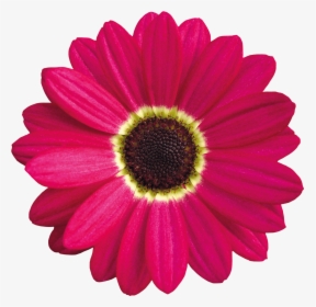 Pink Daisy Clipart Images Gallery For Free Myreal - Barberton Daisy, HD Png Download, Free Download