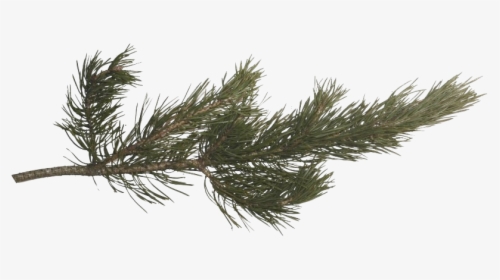 Pine Branch Png Photos - Pine Tree Branch Png, Transparent Png, Free Download