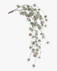 Green Pine Branch With Cones - Casuarina, HD Png Download, Free Download