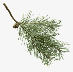 Pine Branch Transparent Background, HD Png Download, Free Download