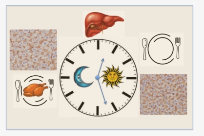 How The Liver Dances To A Day/night Rhythm - Liver Circadian Clock, HD Png Download, Free Download