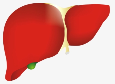 Human Liver Picture Png, Transparent Png, Free Download