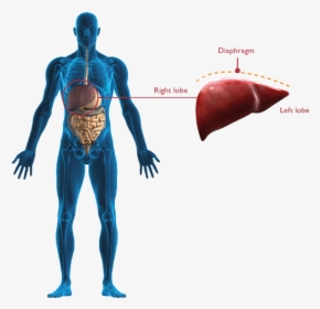 Old Fashioned Pictures Of - Human Body Liver Png, Transparent Png, Free Download