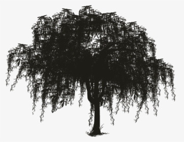 Spanish Moss Tree Silhouette, HD Png Download, Free Download