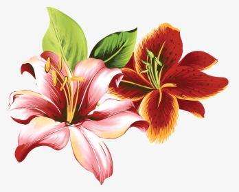 Lilium Png - Tiger Lily Flower Lily Art, Transparent Png, Free Download