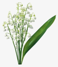 Transparent Of The Valley - Lily Of The Valley Png, Png Download, Free Download