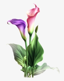 Watercolor Flowers, Drawing Flowers, Art Flowers, Botanical - Calla Lily Flower Drawing, HD Png Download, Free Download