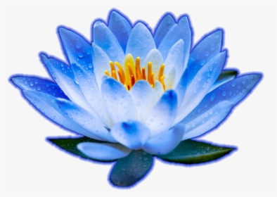 Blue Lotus Images Png, Transparent Png, Free Download