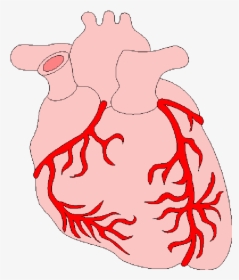 Anatomy Of The Heart Clipart - Heart, HD Png Download, Free Download