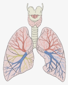 Lungs Diagram - Dog Lungs Diagram, HD Png Download, Free Download