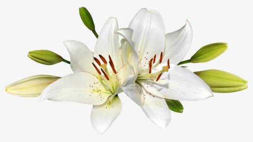 Lilium Png - White Easter Lily Png, Transparent Png, Free Download