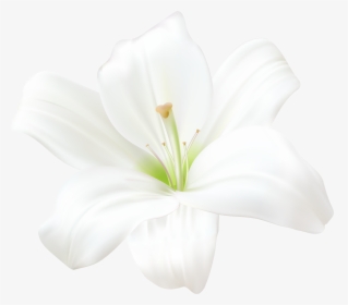 Transparent Easter Lilies Clipart, HD Png Download, Free Download