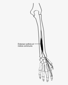 Extensor Indicis Proprius, HD Png Download, Free Download