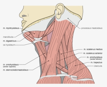 Neck Scalene Muscles, HD Png Download, Free Download