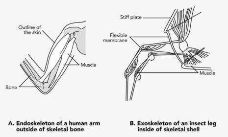 Muscle Attachment In Insects, HD Png Download, Free Download