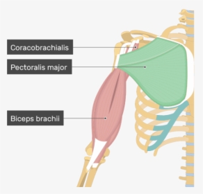 An Image Showing The Pectoralis Major Muscle Attached - Coracobrachialis Muscle, HD Png Download, Free Download
