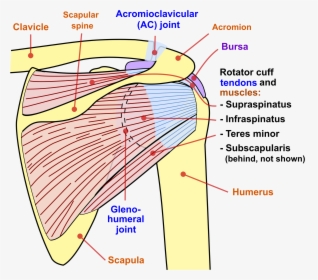 Glenohumeral Joint Posterior View, HD Png Download, Free Download
