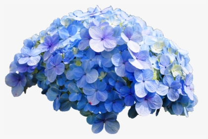 Hydrangea Transparent, HD Png Download, Free Download