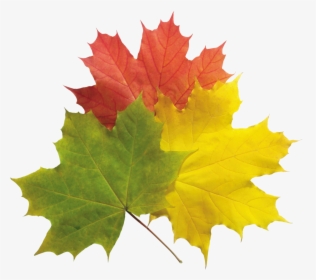 Autumn Leaves Png Image - Herbstblatt Png, Transparent Png, Free Download