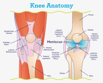 Meniscus Location Within The Knee - Knee Tendons, HD Png Download, Free Download