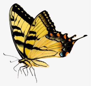 #butterfly #insect #yellow #pixabay #freetoedit - Pixabay Butterfly Png, Transparent Png, Free Download