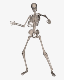 Skeleton, Skull Png Image - Skeleton Png, Transparent Png, Free Download