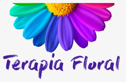 African Daisy, HD Png Download, Free Download
