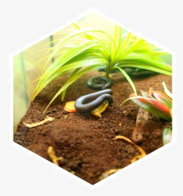 Insectropolis Bug University - Lizard, HD Png Download, Free Download