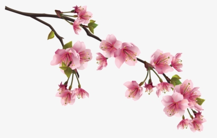 Cherry Blossom Chinese Flowers, HD Png Download, Free Download
