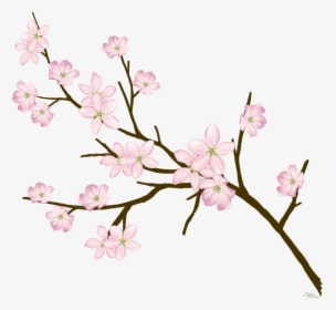 Cherryblossom Flowers Branches Freetoedit - Blossom Cherry Branches, HD Png Download, Free Download