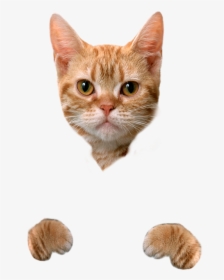 Cat Food Dog Litter Box Hamster - Cute Cat No Background, HD Png Download, Free Download
