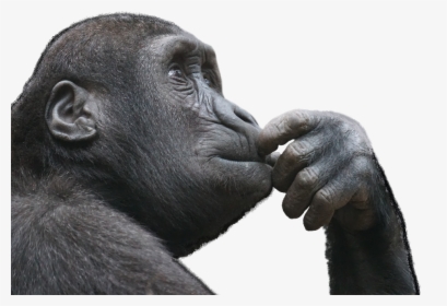 Thinking Monkey Png, Transparent Png, Free Download