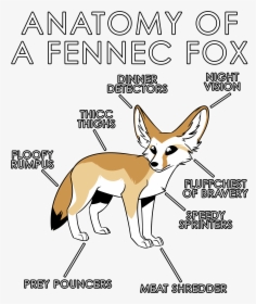 Anatomy Of A Fennec Fox , Png Download - Swift Fox, Transparent Png, Free Download