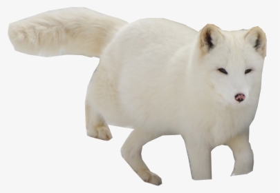 Arctic Snow Fox Png Image - Arctic Fox, Transparent Png, Free Download