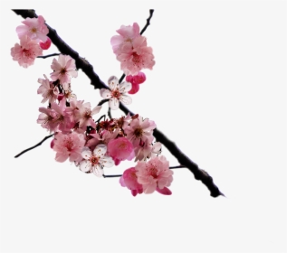 Cherry Blossom Branch Png By Doloresminette - Real Cherry Blossoms Png, Transparent Png, Free Download