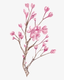 Hand Painted Winter Plum Blossom Branch Png Transparent - Painting Winter Plum Blossom, Png Download, Free Download