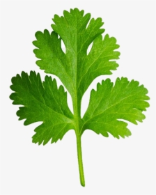 Cilantro Clipart, HD Png Download, Free Download