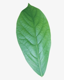 Single Green Leaves Png , Png Download - Paw Paw Tree Leaf, Transparent Png, Free Download