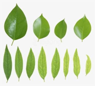 Free Png Download Green Leaves Png Images Background - Зеленые Листья Png, Transparent Png, Free Download