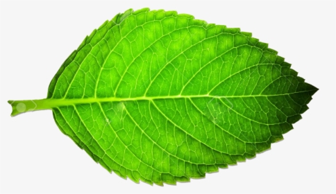 Pretty Green Leaf, HD Png Download, Free Download