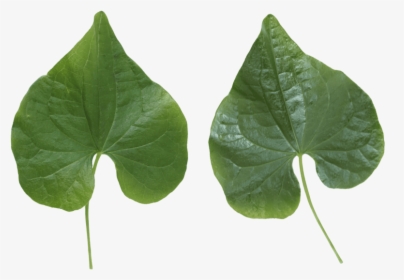 Free Png Green Leaves Png Images Transparent - Leaf Texture .png, Png Download, Free Download